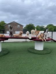 Maybe you would like to learn more about one of these? The Pampered Pooch Pet Resort Spa Home Facebook