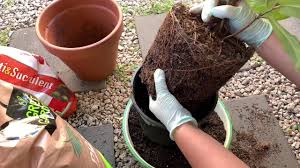 We did not find results for: Repotting Fiddle Leaf Fig Plant Updates Youtube