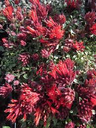 Image result for Marsdenia macrantha