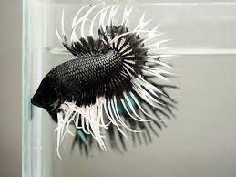Find and save dragon king crown betta memes | from instagram, facebook, tumblr, twitter & more. A Lil Bit Of Everything And Some Betta Fish Betta Betta Fish Types