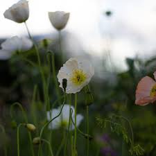Oriental poppies relish the cool temperatures of early spring and fall. Poppies As Cut Flowers How To Make Them Last Snapdragon Life