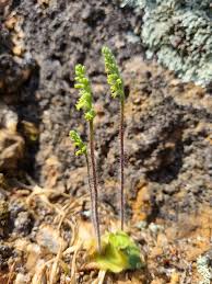 Image result for Holothrix villosa