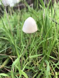 Image result for Conocybe lactea