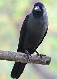 Mystery bird: House crow, Corvus splendens | GrrlScientist ...