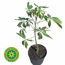 Image result for Ceiba