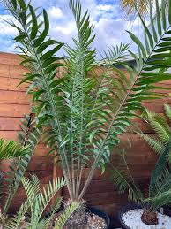 Image result for Encephalartos gratus
