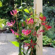 Image result for Gloriosa