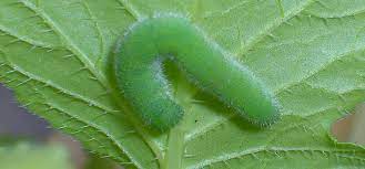 Treatment and rearing of larvae. Cabbage White Butterfly Guide