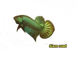 Mahachaiensis Male Betta Wild Type Tropical Freshwater Fish Betta Siamese Fighting Fish