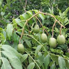 Pengeluar dan pembekal anak pokok durian untuk kuantiti sikit dan banyak. Anak Pokok Kedondong Kebuna Putrajaya