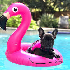 French bulldog young puppies are suitable for apartment life because they do tire quickly and don't like long periods of intense activity. Chillin In The Pool Bulldog Puppies Baby French Bulldog French Dogs