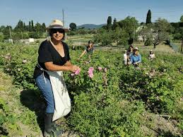 Et les avis d'obsèques plus anciens sont en libre consultation. La Cueillette Des Roses Pour Dior Bat Son Plein A Grasse Nice Matin