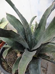 Image result for Sansevieria scimitariformis