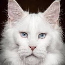 Neil performing the “Star Spangled Banner” before Super Bowl XXI in  Pasadena, California