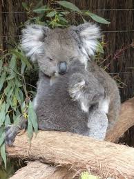 Velvet Moments Travel Photos Koalas Velvet Escape Koalas Baby Animals Cute Animals