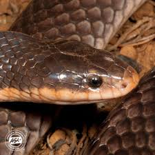 Image result for Triainolepis africana