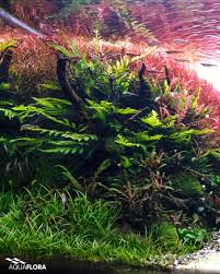 Image result for Bolbitis