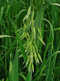Image result for Avena sativa
