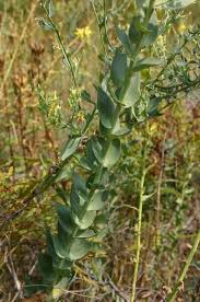 Image result for Landolphia eminiana