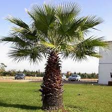 10 California Fan Palm Seeds Under The Sun Seeds Jardin Tropical Jardins Tropical
