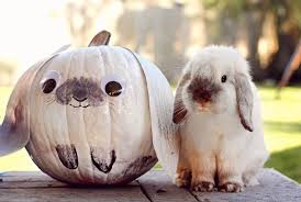 We did not find results for: Totally Doing This Next Year Cute Baby Bunnies Cute Animals Funny Animals