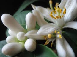 Same day, birthday, sympathy, romance, get well, congratulations Meyer Lemon Angela S Gracious Garden