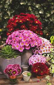 There are plenty of plants for patios in winter. Perk Up Your Patio This Autumn And Up The Chances Of Selling Your Home