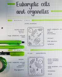 Maybe you would like to learn more about one of these? Jliu Studies On Instagram Animal Plant Cells Studygram Study Studying Studymotivation Studyblr Bujo Bullet Biology Notes Study Notes Science Notes