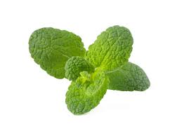 Discussion in 'tasty vapor' started by whataclumsygirl, feb 10, 2010. Apple Mint Plant Pods Click Grow