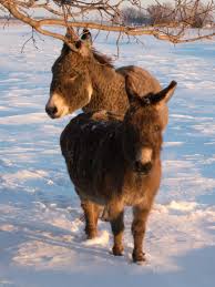 north american donkeys wikipedia