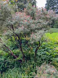 Image result for Pieris japonský obrázek