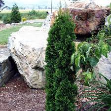 Check spelling or type a new query. Thuja Occidentalis Holmstrup From Nvk Nurseries