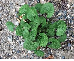 It can grow under the shade of othe. Invasive Of The Month Garlic Mustard Alliaria Petiolata Granby Drummer