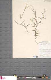 Image result for Ixora burundiensis