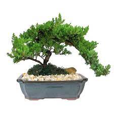 Just when you think it's spring, it can be blizzarding and below zero. How To Take Care Of A Japanese Juniper Bonsai
