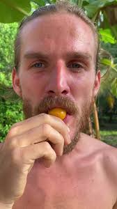 These taste like an upgraded homegrown cherry tomato, have you tried?🍅😋  #fruit #rawvegan #healthy #foodporn #veganfood