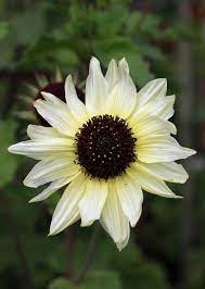 Pin On Plant Flower Characteristics