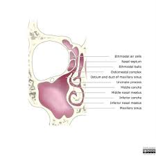 Image result for Maxillary Sinus