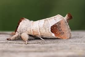 Image result for Clostera curtula