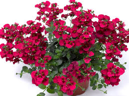 Image result for ostruhatka