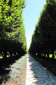 Image result for hornbeam hedge in winter