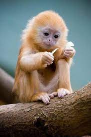 Bearded tamarin monkeys while most monkeys are undoubtedly cute, the bearded tamarin monkey manages to take cuteness to a whole new level. Account Suspended Animals Cute Animals Baby Animals