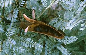 Image result for Elephantorrhiza goetzei