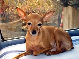Has a round head that is shaped like an apple. Deer Head Chihuahua Vs Apple Head Chihuahua Animalso