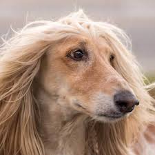 We did not find results for: Afghan Hound Breed Of The Week Urban Dog