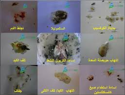 البراز وحقائق الطيور ضبط جودة المواضيع المتميزة المترجمة التجمع الدولي لعلم الطيور