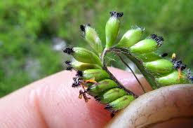 Image result for Sarcocornia decumbens