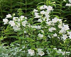 A A D Les Vivaces Du Merle Bleu White Flower Farm Moon Garden Plants