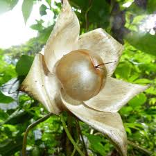 Image result for Merremia tuberosa