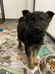 Responsible Pet Ownership Plea As Trembling Six Week Old German Shepherd Puppies Found Abandoned Utv Itv News